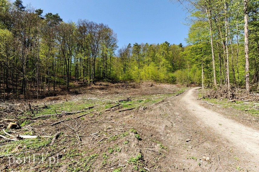 Wycinka w Bażantarni zdjęcie nr 223556