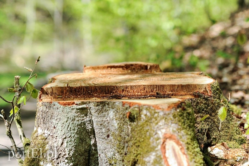 Wycinka w Bażantarni zdjęcie nr 223559