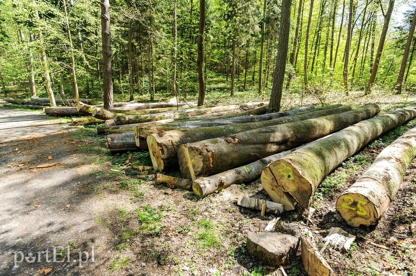 Wycinka w Bażantarni zdjęcie nr 223546