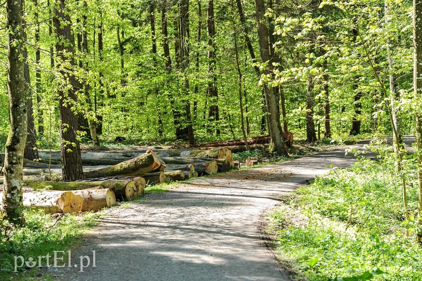 Wycinka w Bażantarni zdjęcie nr 223550