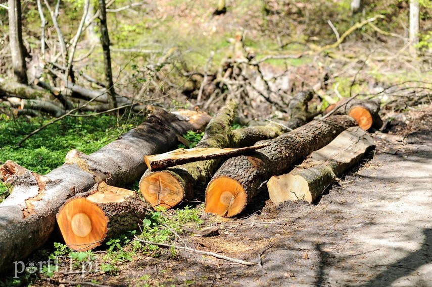 Wycinka w Bażantarni zdjęcie nr 223560