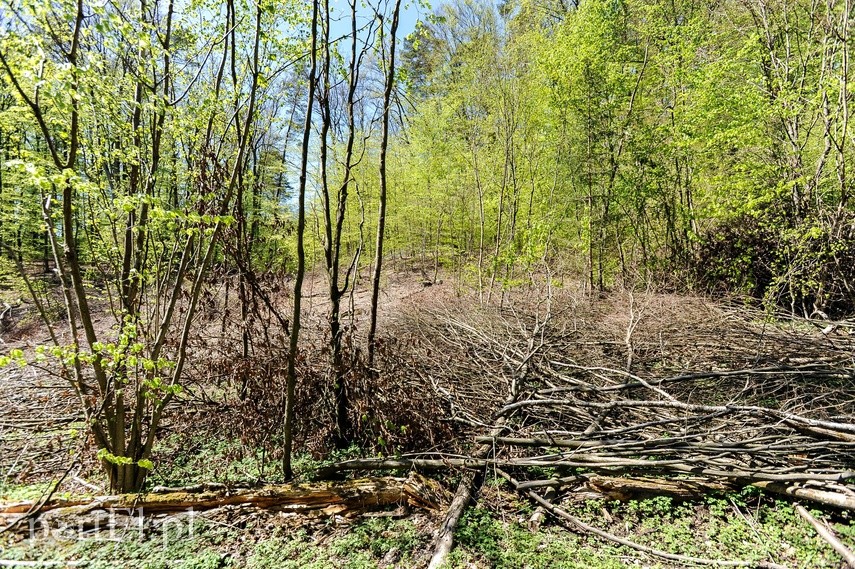 Wycinka w Bażantarni zdjęcie nr 223553