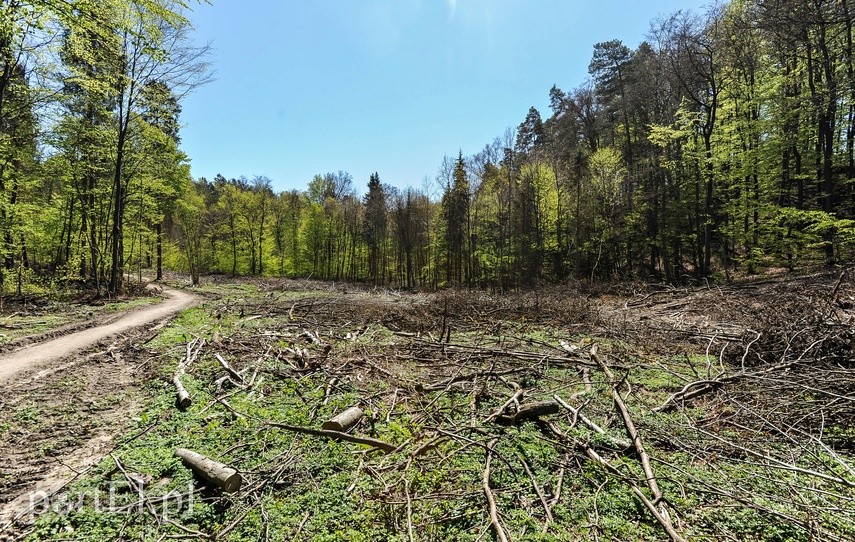 Wycinka w Bażantarni zdjęcie nr 223555