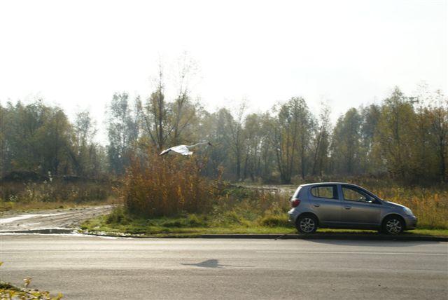 Akcja łabędź zdjęcie nr 18094