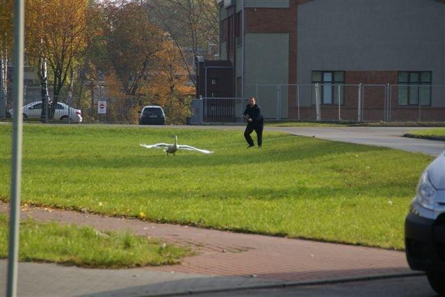 Akcja łabędź zdjęcie nr 18092