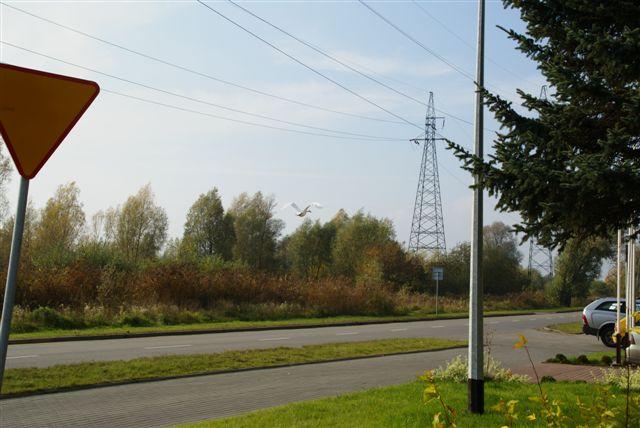 Akcja łabędź zdjęcie nr 18095