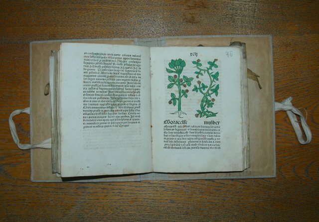 Zielnik z 1485 roku, jeden z najstarszych w Polsce, spisany w języku łacińskim z ręcznie wykonanymi ilustracjami.