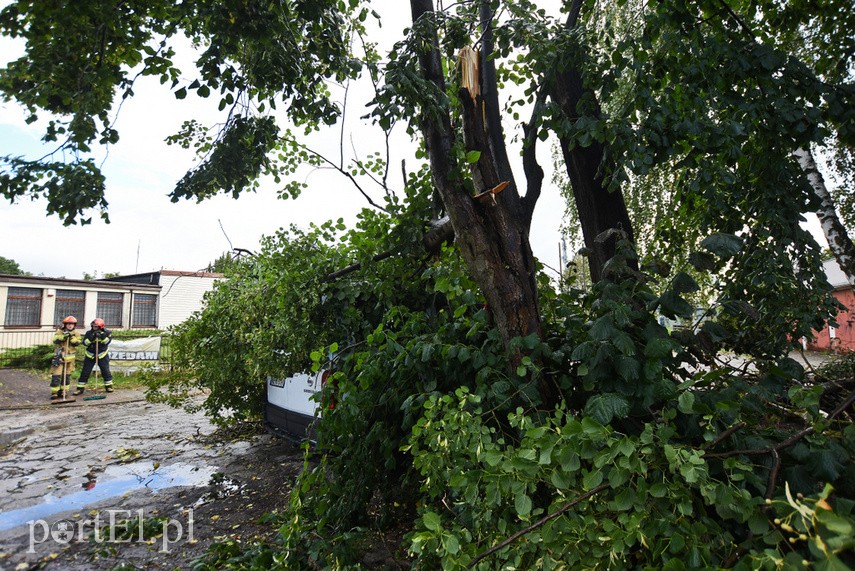 Wichura powaliła drzewo na nissana zdjęcie nr 229686