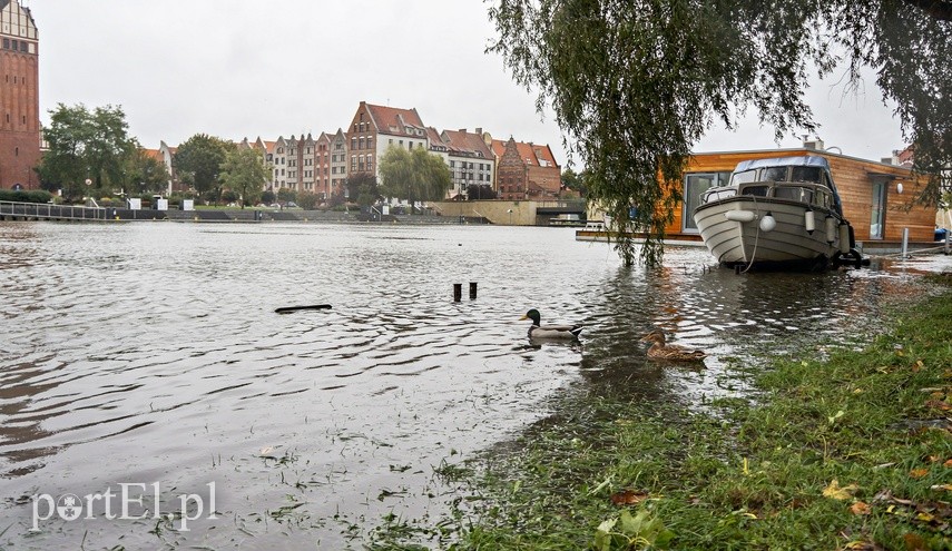 W rzece Elbląg poziom wody przekroczył stan alarmowy zdjęcie nr 231570