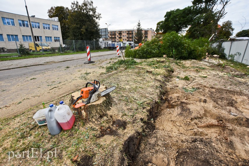 Wycinka drzew Kochanowskiego zdjęcie nr 231608