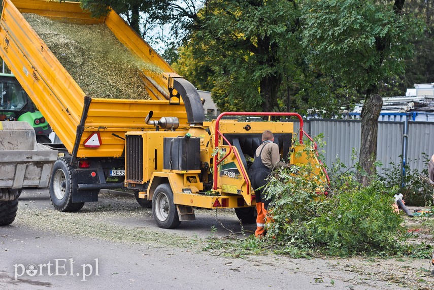 Wycinka drzew Kochanowskiego zdjęcie nr 231610