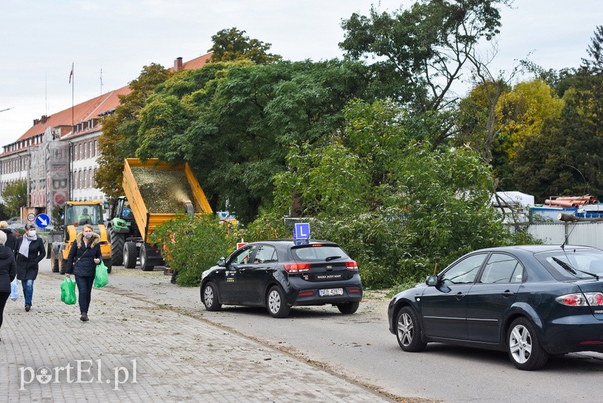 Wycinka drzew Kochanowskiego zdjęcie nr 231605