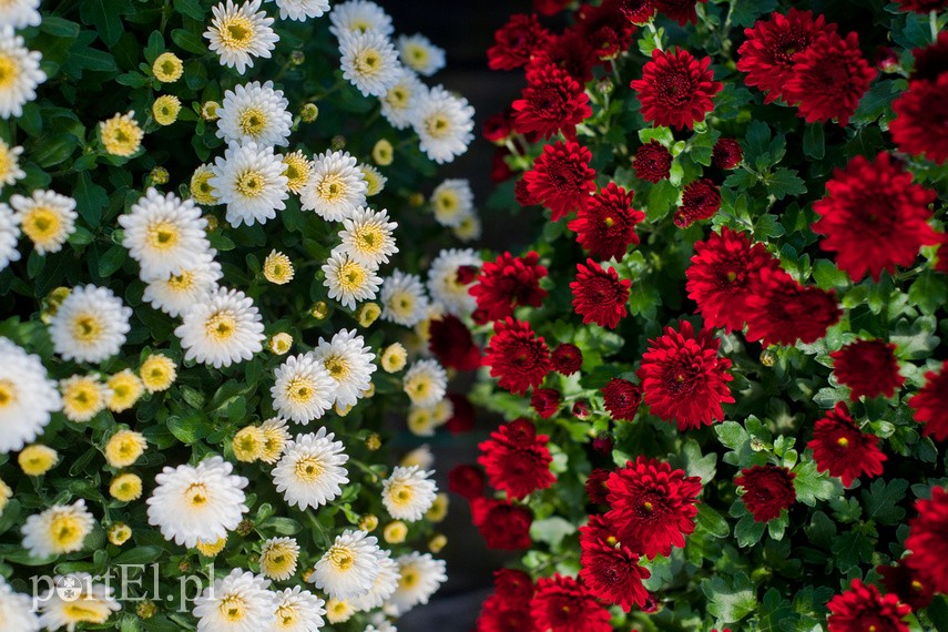 Kwiaty idealne, by wyrazić pamięć o bliskich zdjęcie nr 231797
