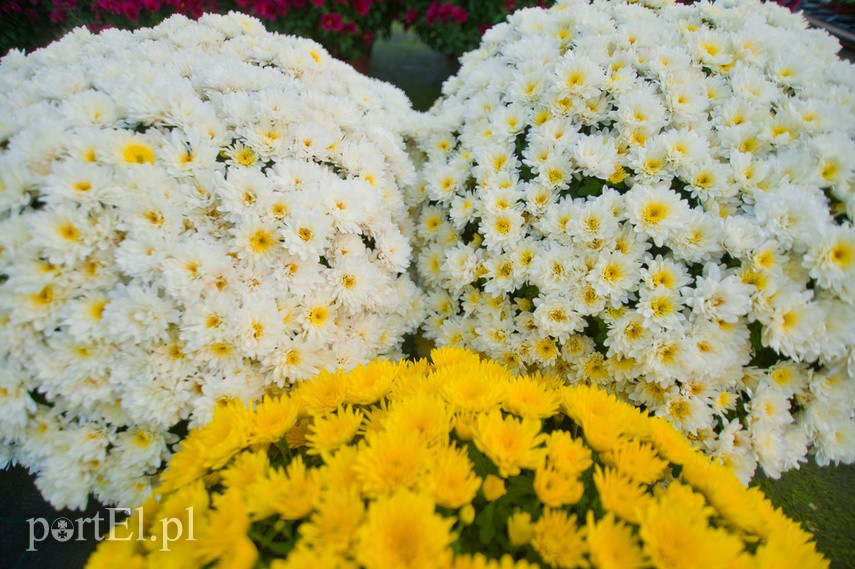 Kwiaty idealne, by wyrazić pamięć o bliskich zdjęcie nr 231772