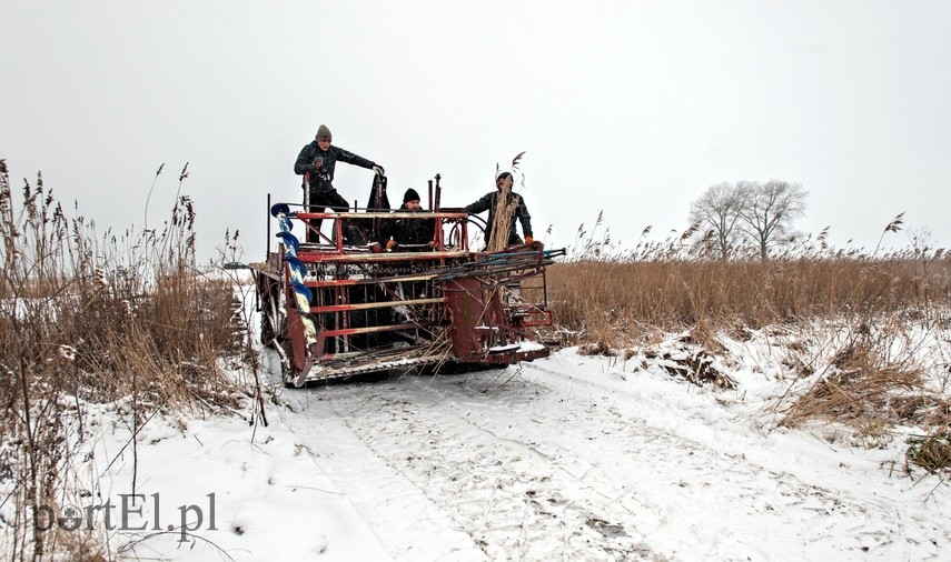 Czas na żniwa. Trzcinowe zdjęcie nr 235293