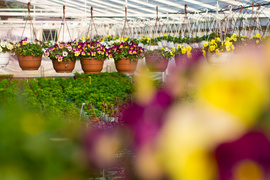 Nasz konkurs: Wiosna nadchodzi, wygraj bratki!