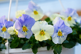 Nasz konkurs: Wiosna nadchodzi, wygraj bratki!