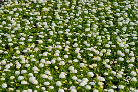 Nasz konkurs: Wiosna nadchodzi, wygraj bratki!