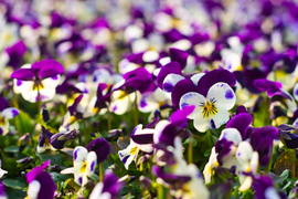 Nasz konkurs: Wiosna nadchodzi, wygraj bratki!