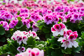 Na wiosnę kwiaty odmienią twój dom i ogród