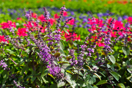 Na wiosnę kwiaty odmienią twój dom i ogród