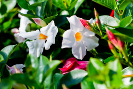 Na wiosnę kwiaty odmienią twój dom i ogród