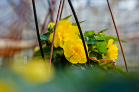 Na wiosnę kwiaty odmienią twój dom i ogród