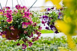 Na wiosnę kwiaty odmienią twój dom i ogród