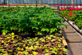 Na wiosnę kwiaty odmienią twój dom i ogród