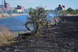Pożar trzcinowiska, ogień strawił około 3 hektarów terenu