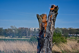 Pożar trzcinowiska, ogień strawił około 3 hektarów terenu Pożar trzcinowiska, ogień strawił około 3 hektarów terenu