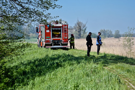 Pożar trzcinowiska, ogień strawił około 3 hektarów terenu