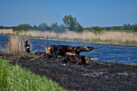 Pożar trzcinowiska, ogień strawił około 3 hektarów terenu