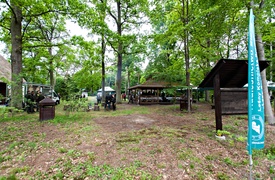 \"Tysiąc drzew na minutę\"