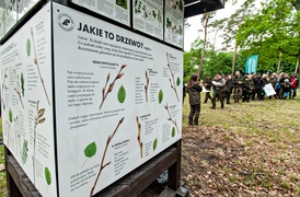 \"Tysiąc drzew na minutę\"