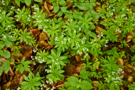Naśladując przyrodę (Do lasu z portElem, odc. 2)