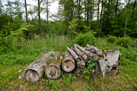 Naśladując przyrodę (Do lasu z portElem, odc. 2)