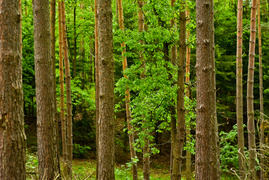 Naśladując przyrodę (Do lasu z portElem, odc. 2)