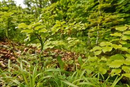 Naśladując przyrodę (Do lasu z portElem, odc. 2)