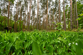 Naśladując przyrodę (Do lasu z portElem, odc. 2)