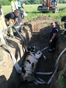 Byk wpadł do studni. Uratowali go strażacy