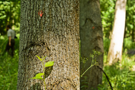 Korzystne nicnierobienie (Do lasu z portElem, odc. 3)