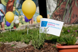 Skrzydlata w żywszych barwach