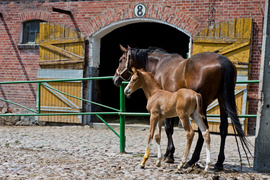 Z Rzecznej do Tokio na igrzyska olimpijskie 