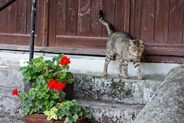 Z Rzecznej do Tokio na igrzyska olimpijskie 