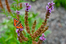 Naturalnie z biblioteką Bulaj