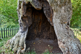 Miejsce, w którym odetchniesz (Do lasu z portElem, odc. 4)