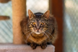 Galeria pod psem i kotem  (odc. 173) 