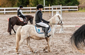 Konie, tradycja i pościg za lisem Konie, tradycja i pościg za lisem