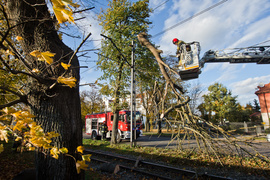 Konar spadł na trakcję. Tramwaje nie jeździły